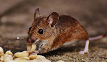 24 Hour & Emergency Exterminators in Park Heights, PA